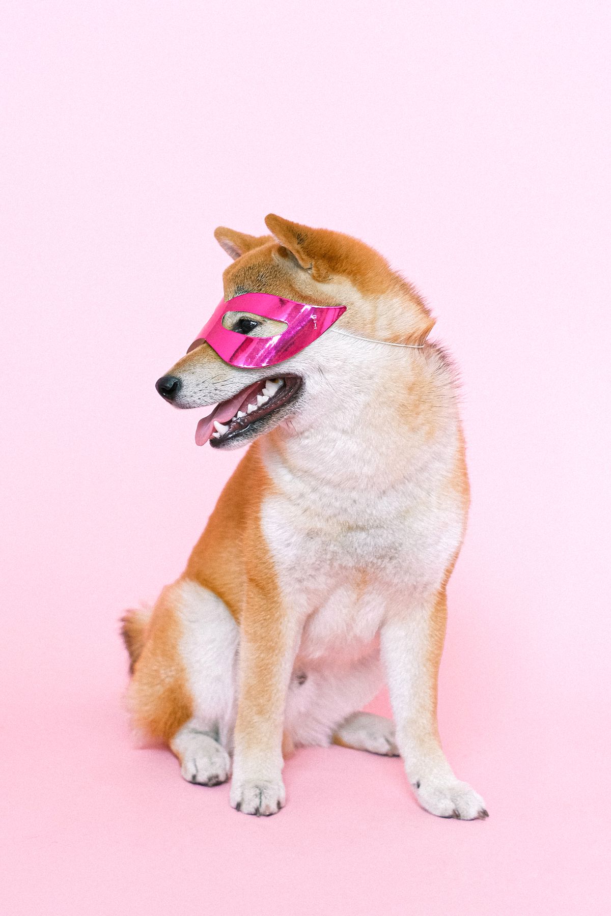 Cão Sênior Em Atendimento Veterinário