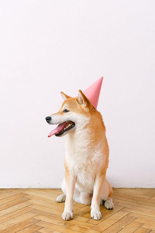 Shiba Inu Wearing Party Hat