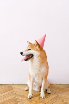 一只可爱的柴犬在室内的木地板上戴着一顶粉红色的派对帽，非常适合宠物庆祝主题