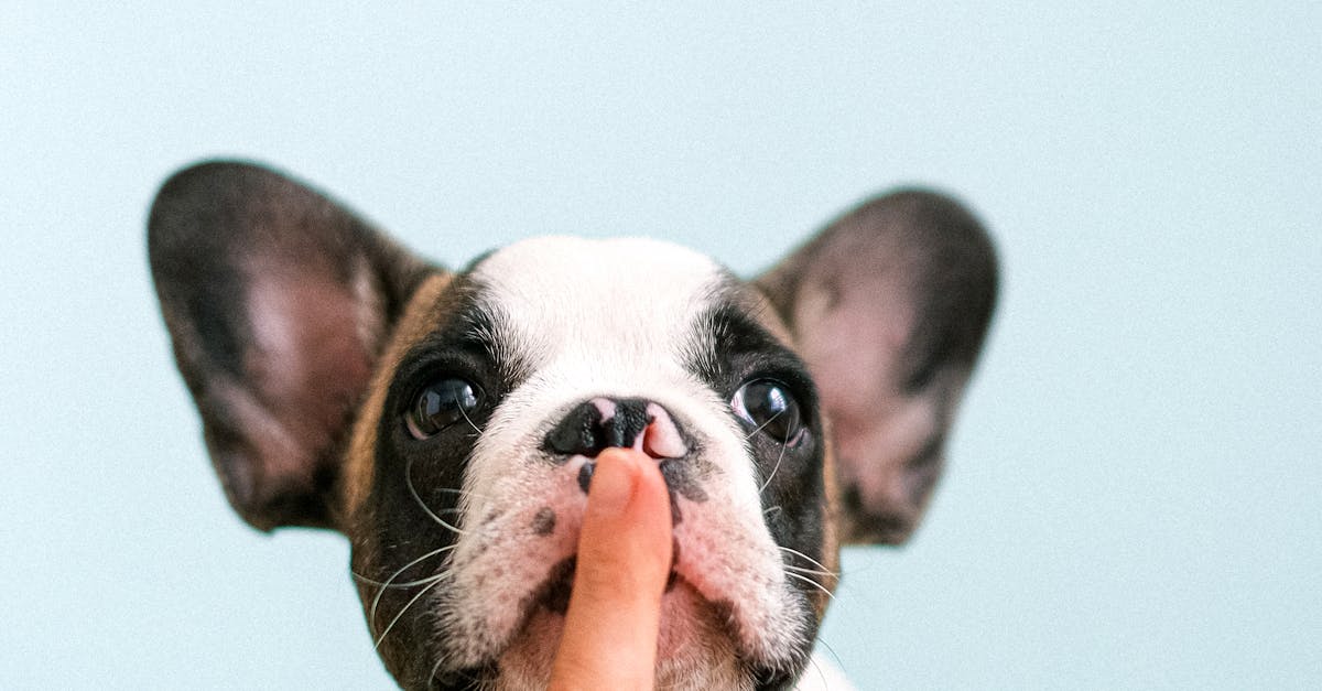 中大獎的秘密武器!🔑 圓臉小眼蒜頭鼻富人像大揭秘