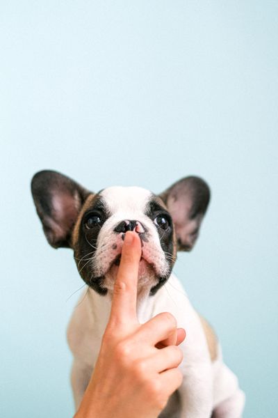 Why Your French Bulldog Has So Much Gas