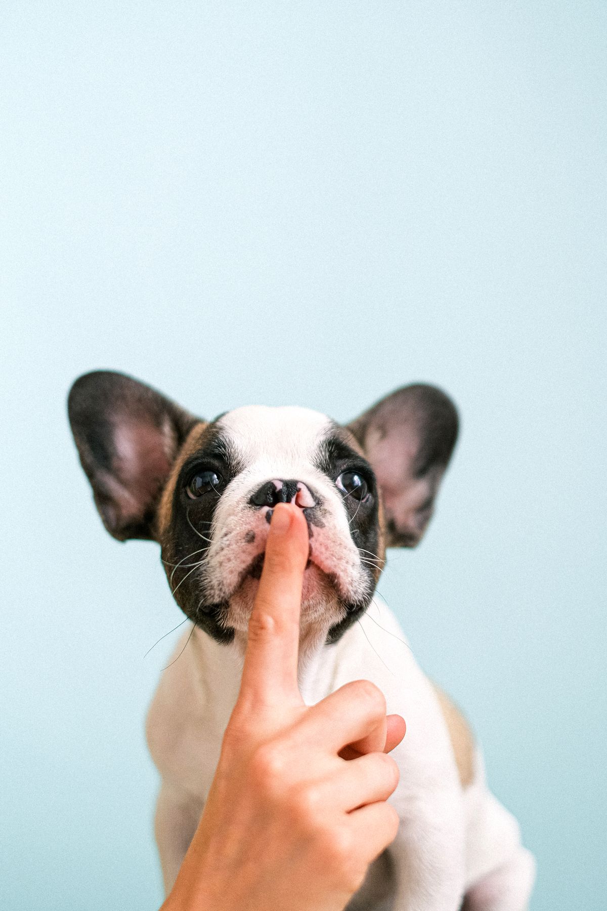 French Bulldog C-Section Cost 2026: What Breeders Don't Tell You