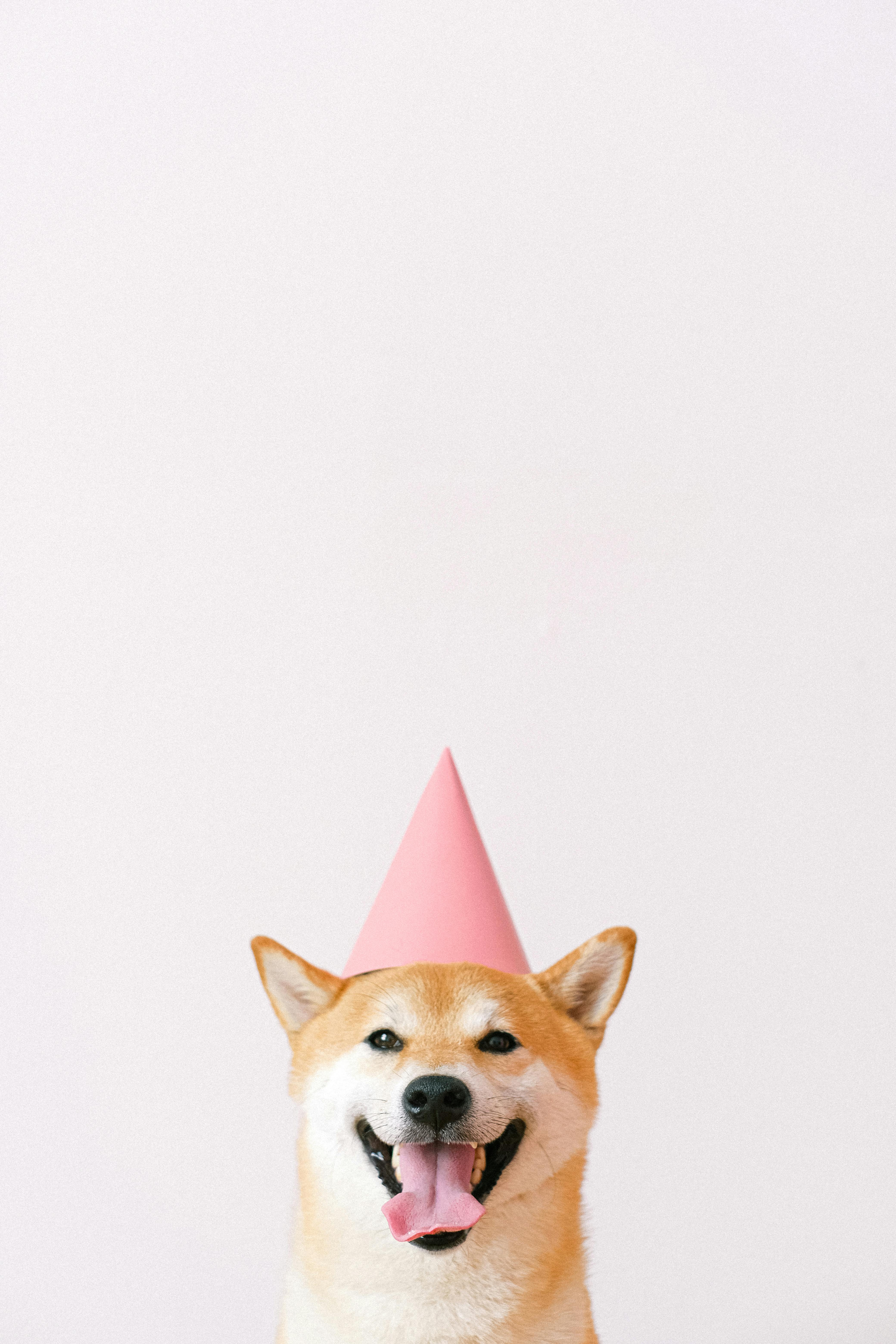 cute dog wearing a party hat