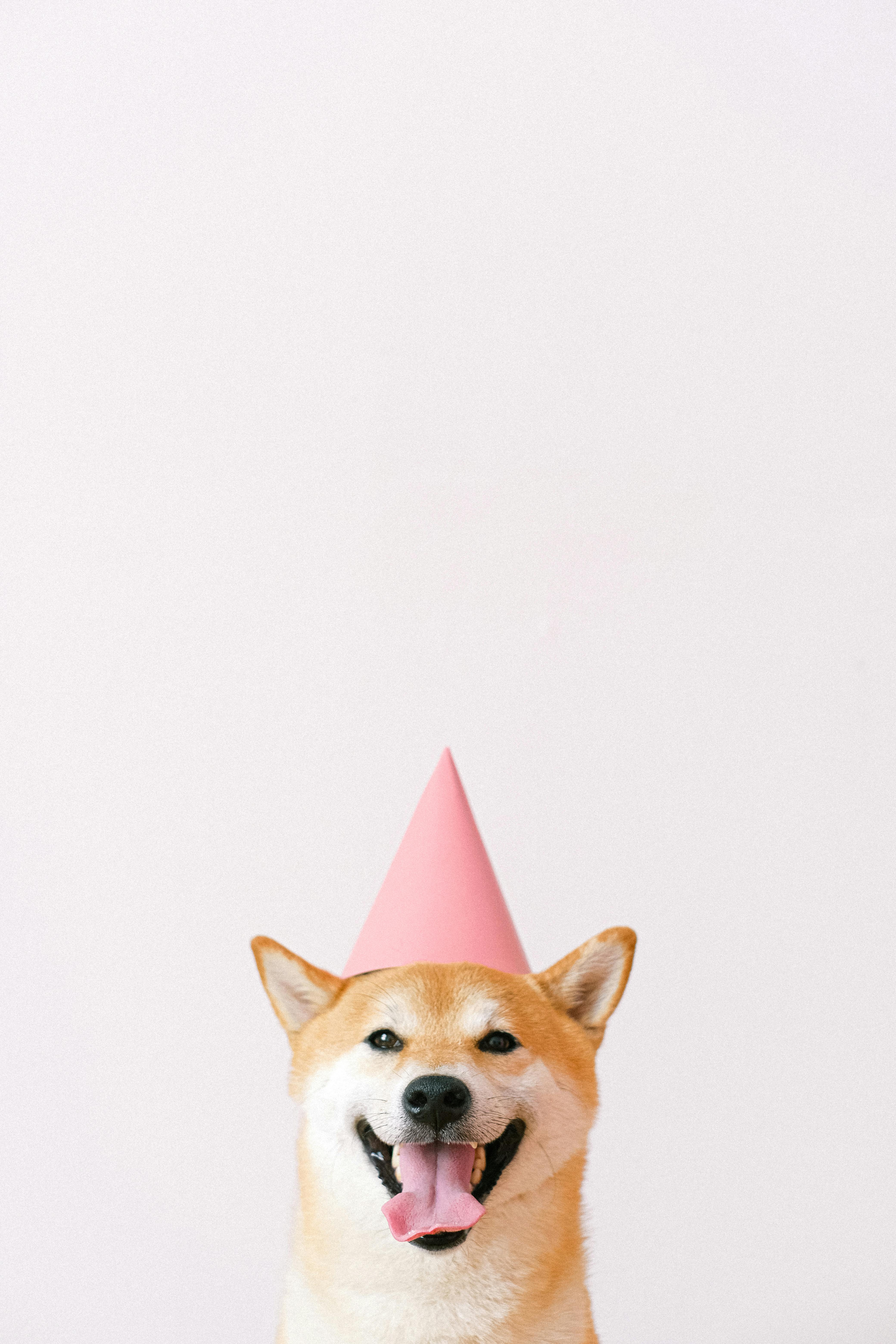 Shiba Inu Wallpapers  Wallpaper Cave