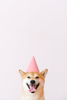 Happy Shiba Inu wearing a pink party hat with a blank white background, showcasing its playful side.