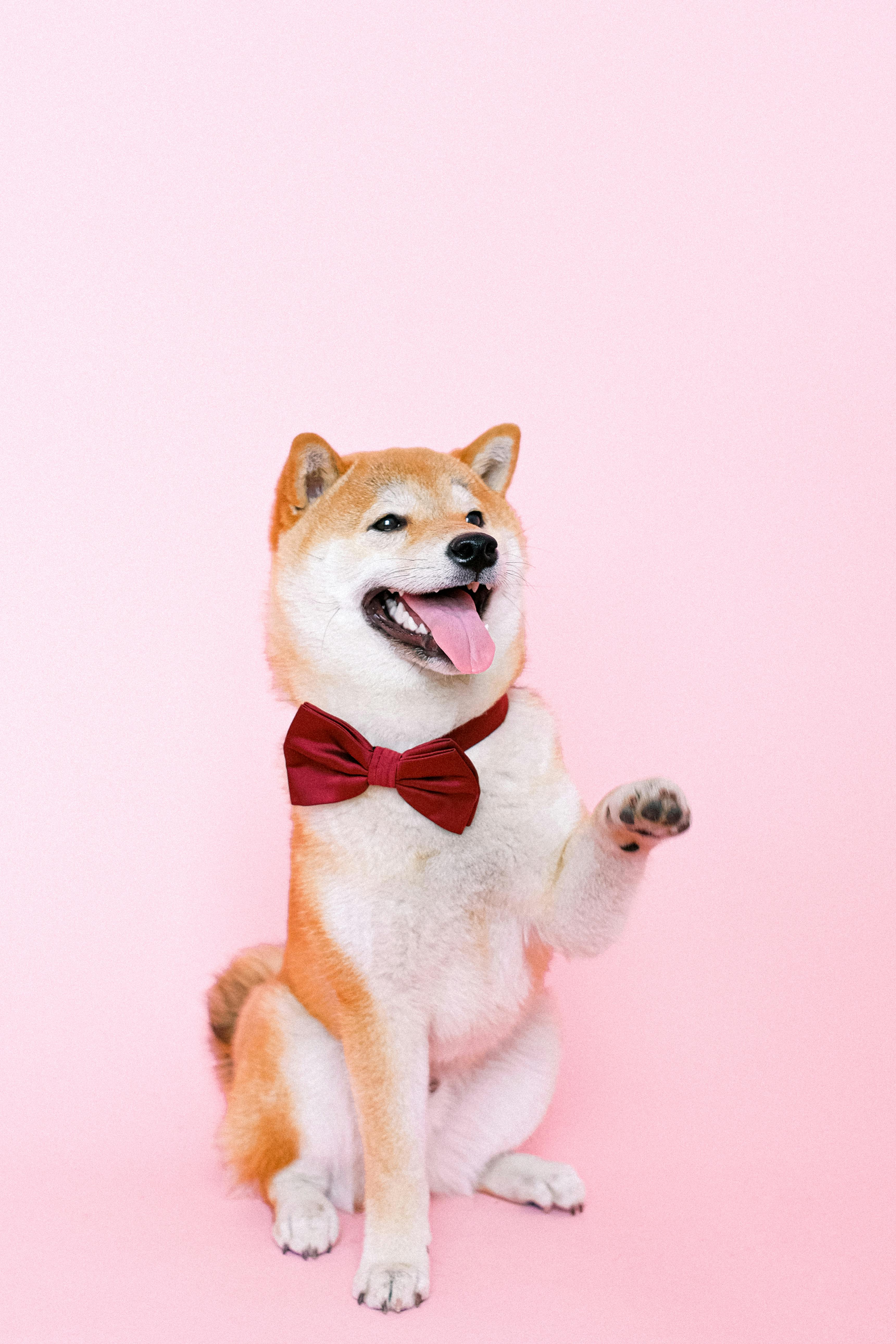 Wallpaper ID 482928  Animal Shiba Inu Phone Wallpaper Dog 720x1280 free  download