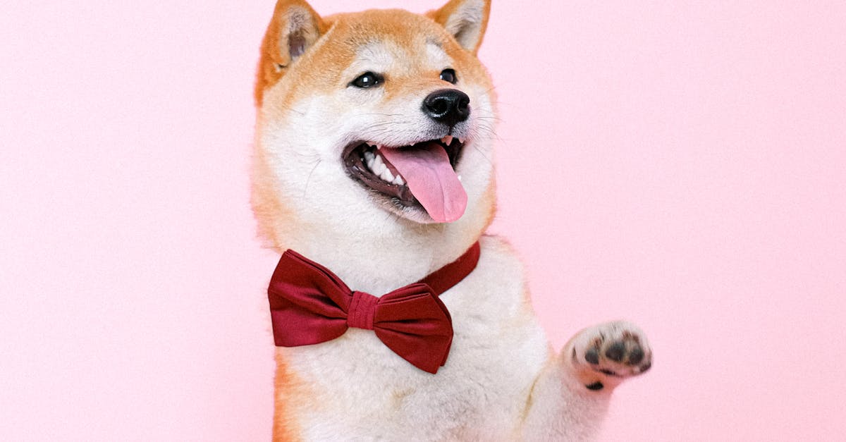 Shiba Inu Wearing Bowtie