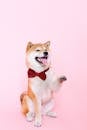 Shiba Inu Wearing Bowtie