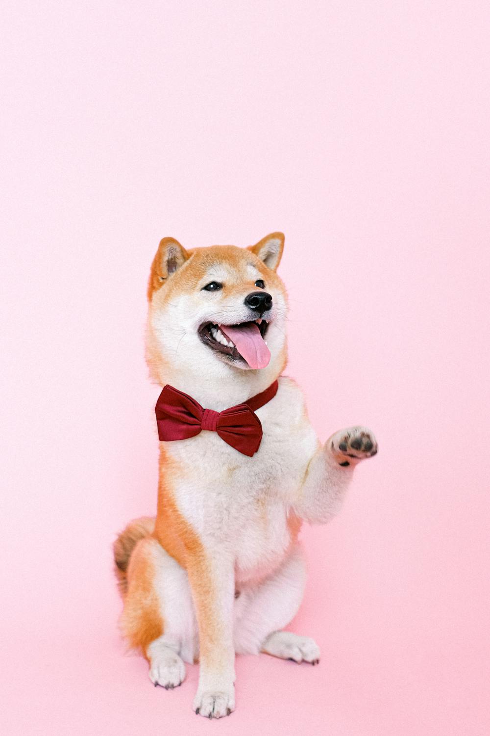 Pet Supplies
