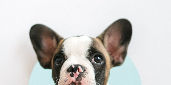 Tierärztliche Dokumentation exotisches Tier