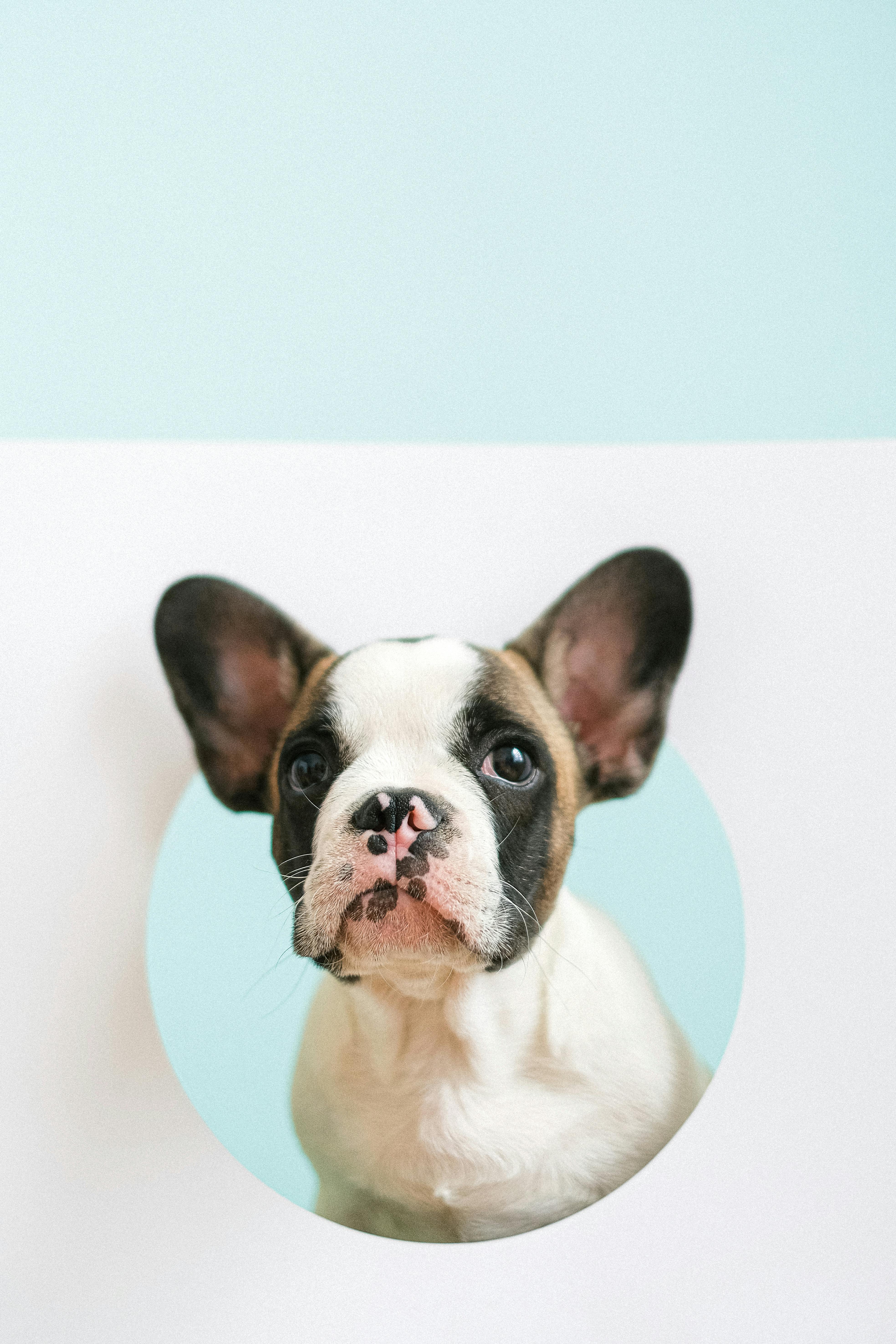 cute french bulldog puppy