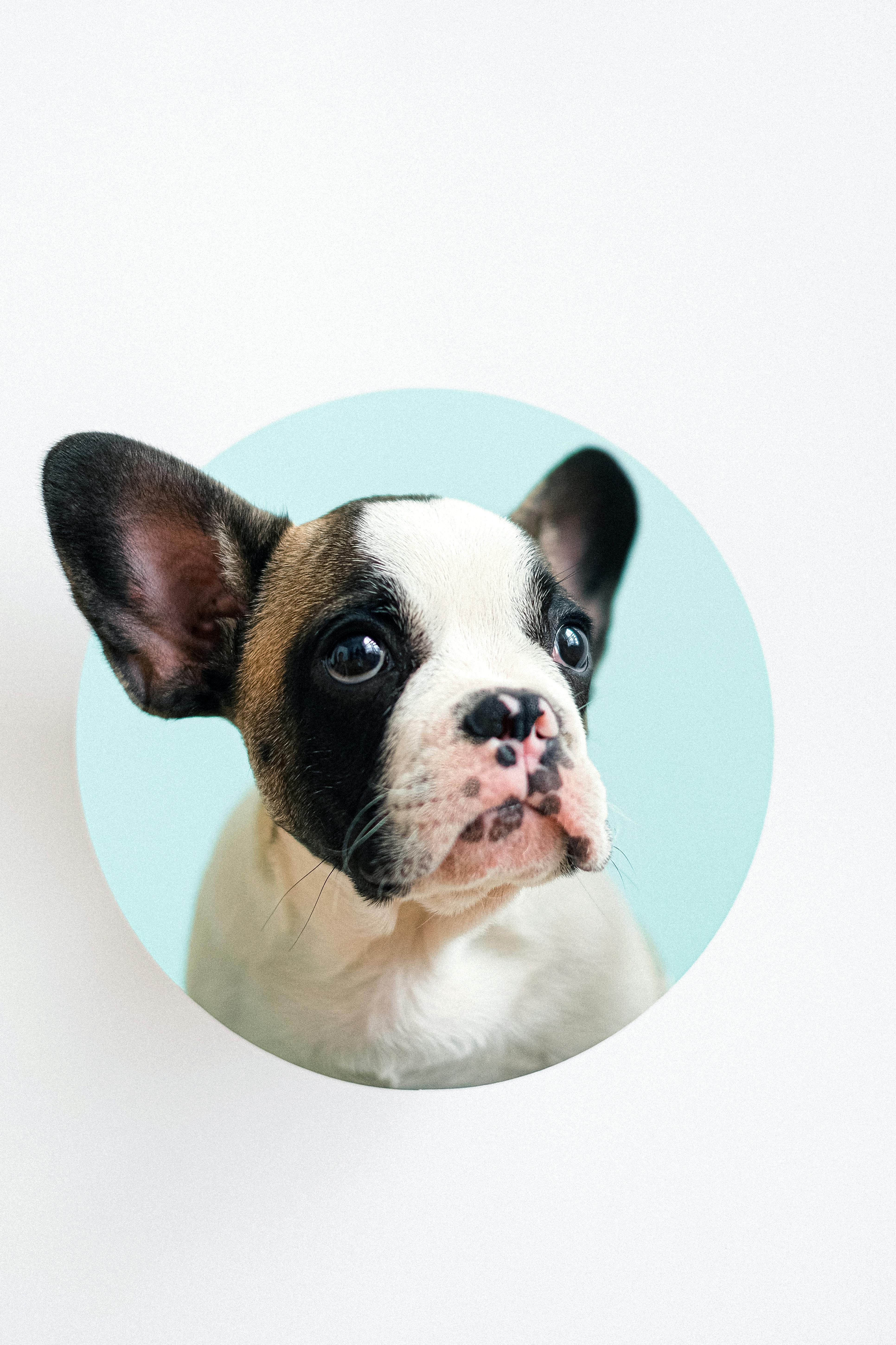 Close-up of hypoallergenic dog food