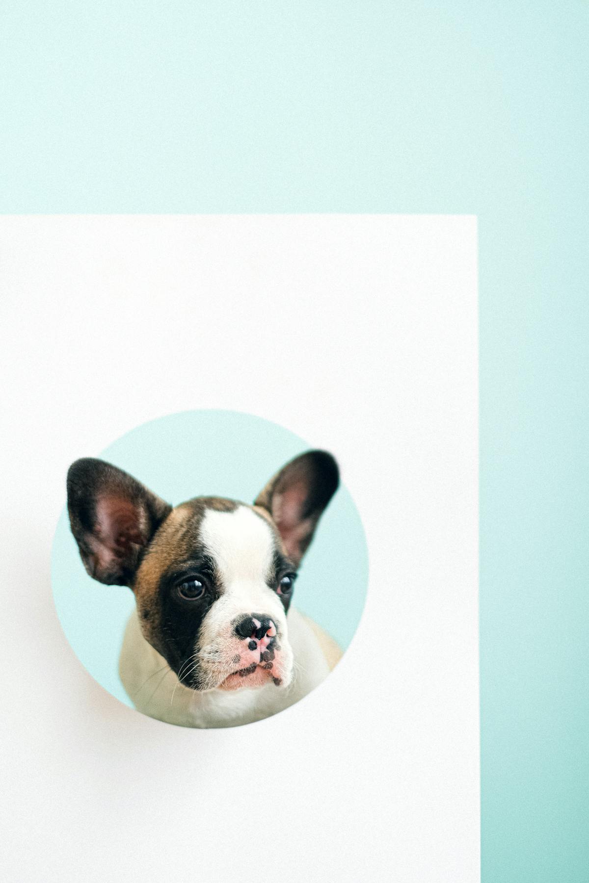 Puppy playing safely to strengthen joints