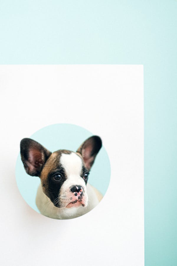 Köpeğim Topallıyor Ama Canı Yanıyor Gibi Değil: Yine de Riskli mi? - Görsel 4