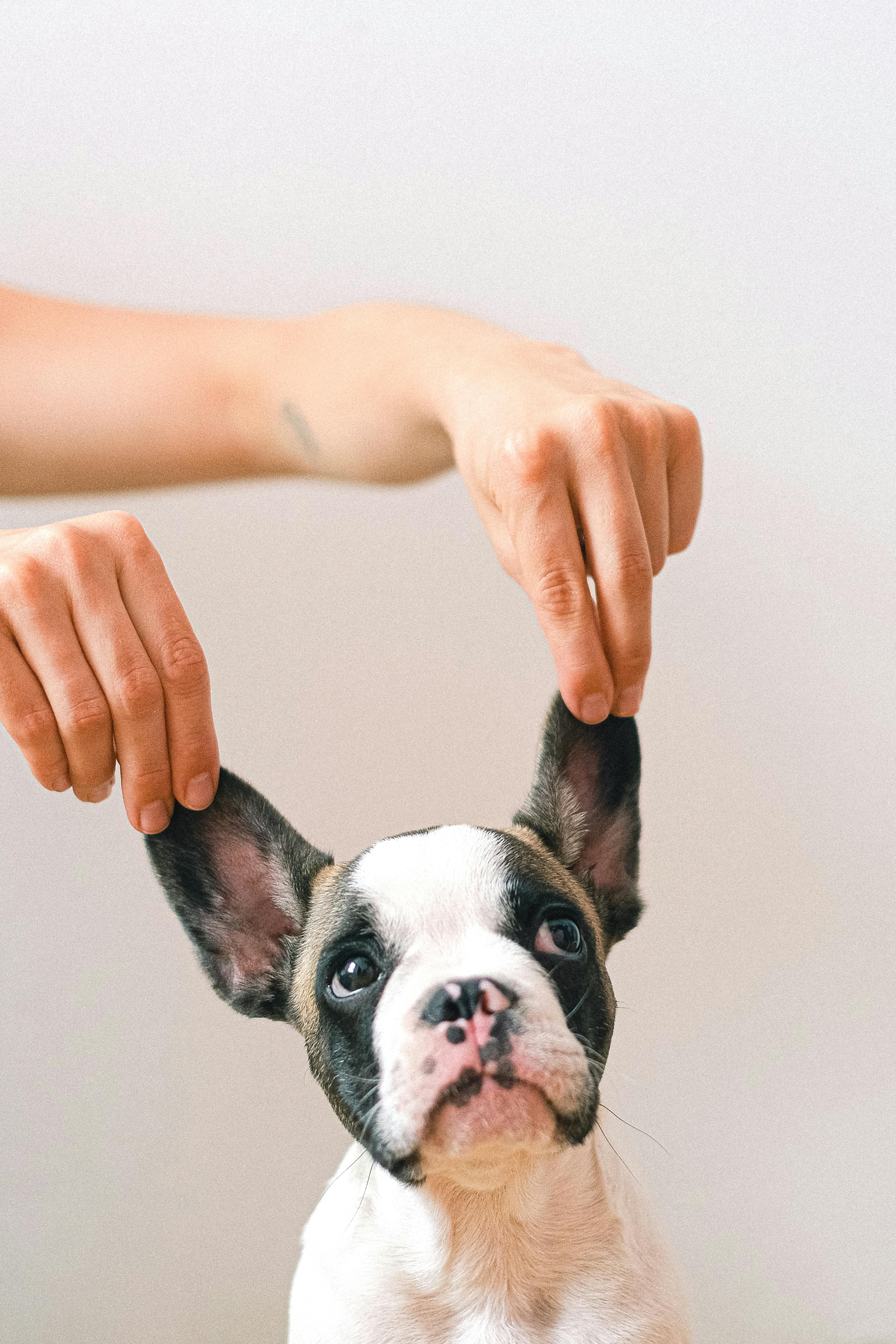 french bulldog on studio shot