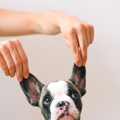 Perfectly groomed dog with professional styling