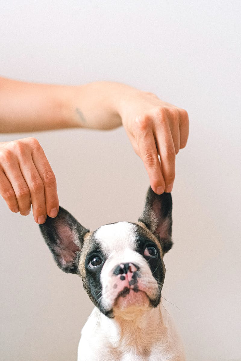 Happy pets with veterinarian