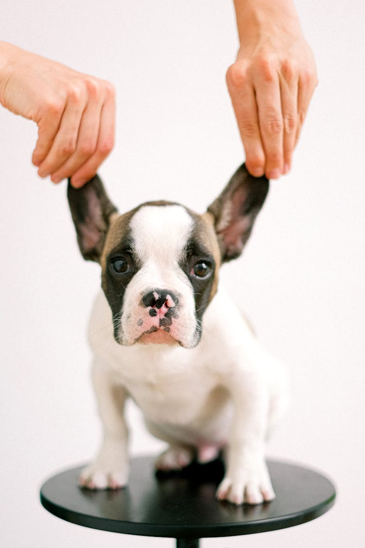 Person Holding The Ears Of A Bulldog Puppy