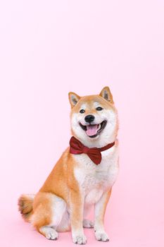 粉色背景中，一只迷人的柴犬系着红色领结，非常适合宠物爱好者