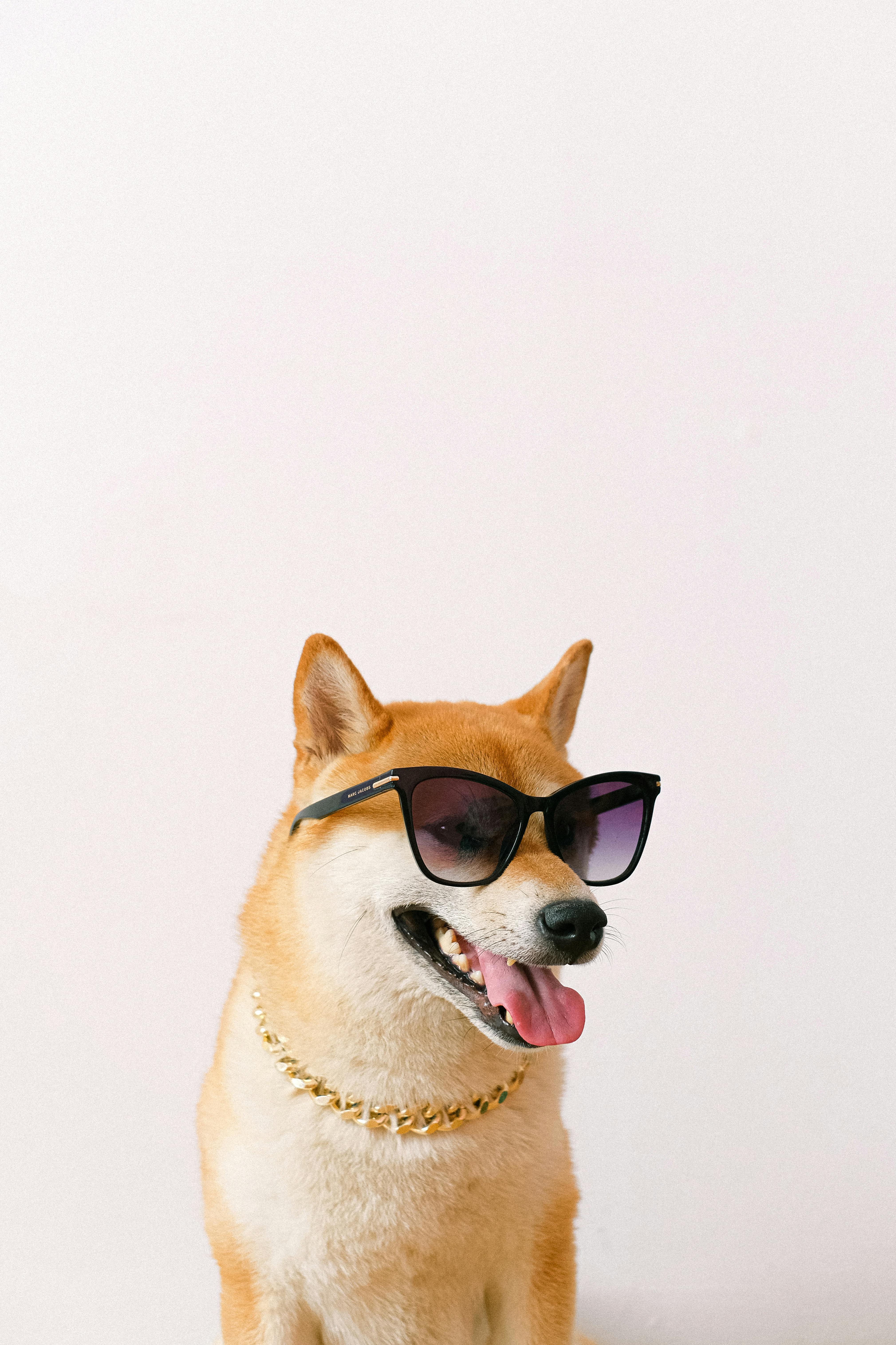 Shiba inu sale with sunglasses