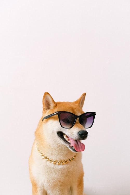 Free Shiba Inu Wearing Sunglasses Stock Photo