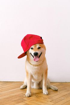 在工作室里，可爱的柴犬戴着红色帽子和金色链条，显得十分俏皮
