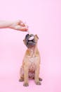 一只可爱的沙皮狗在充满活力的粉红色背景下，用滚轴做着面部按摩