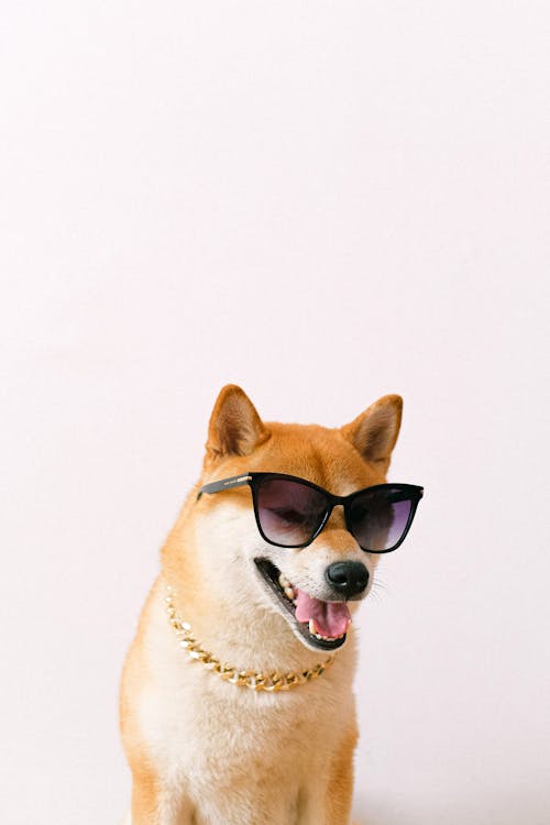 Brown and White Short Coated Dog Wearing Black Sunglasses
