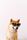 funny dog