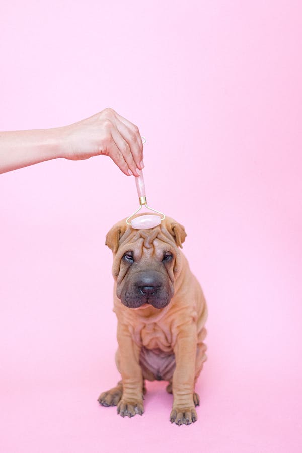 Pet Grooming