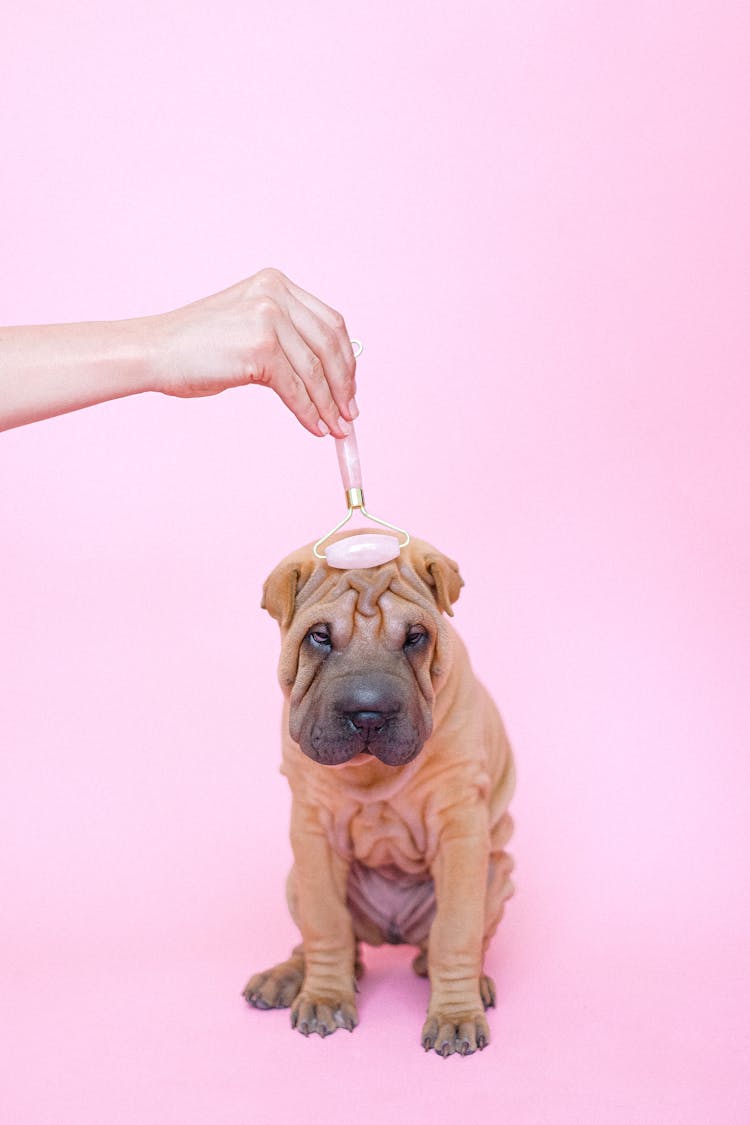 Shar-Pei Getting Face Massage