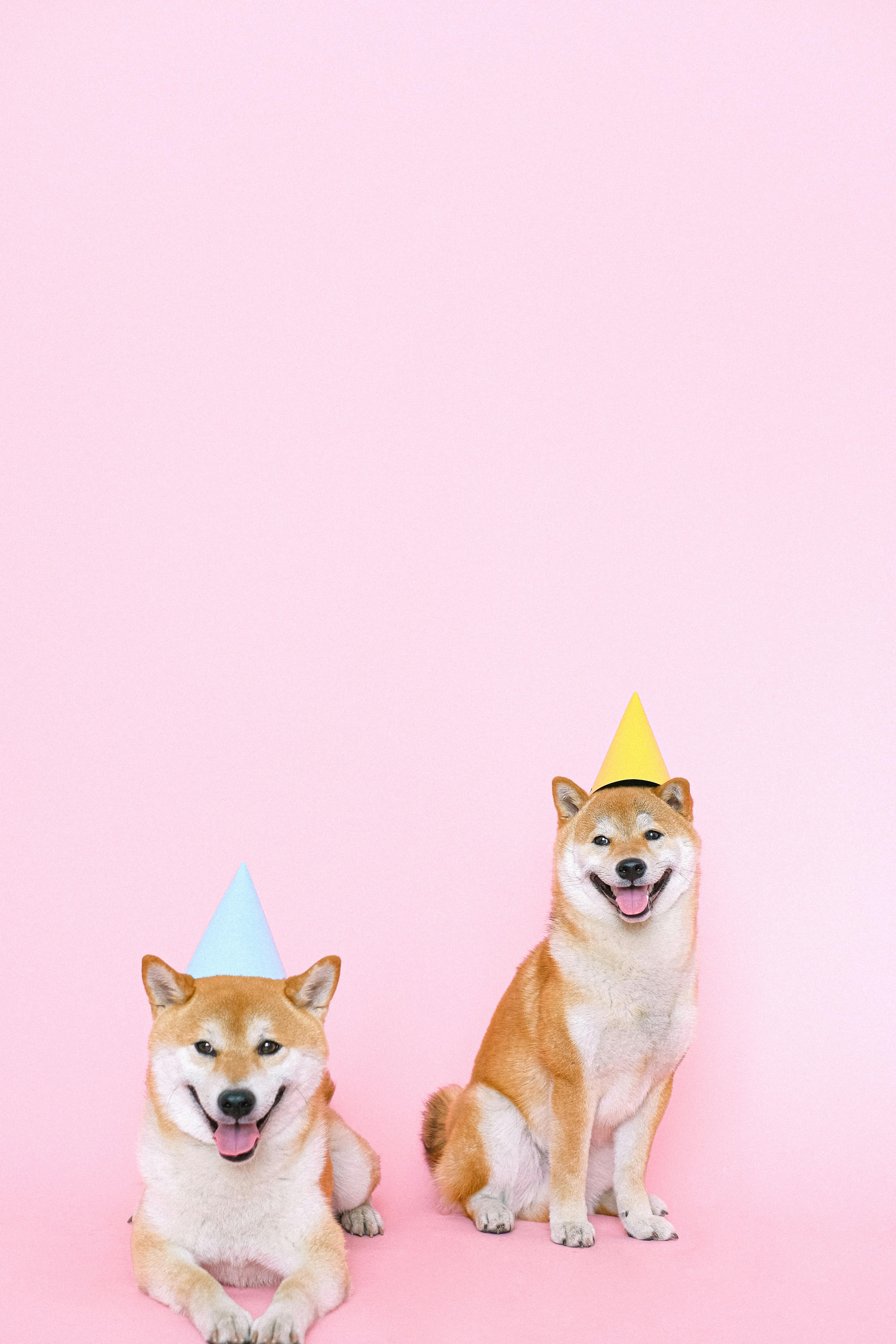 shiba inu dogs wearing party hats