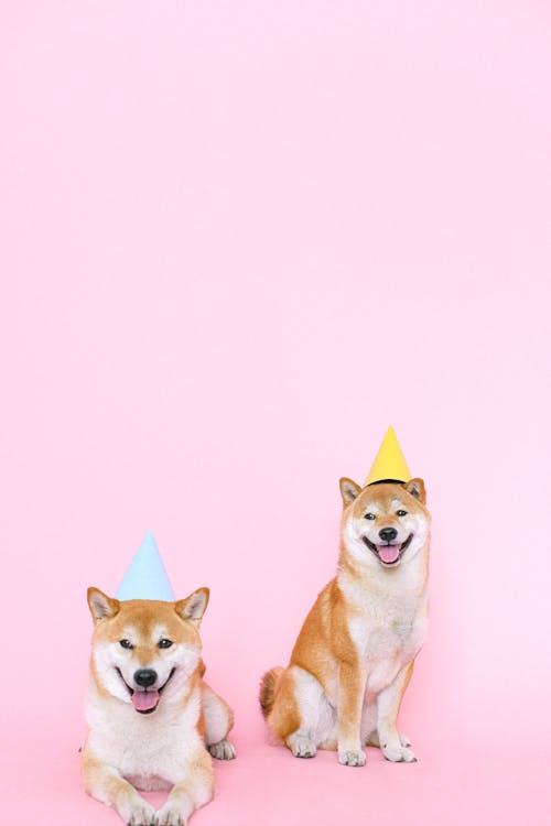 Shiba Inu Dogs Wearing Party Hats