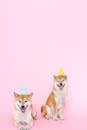 Shiba Inu Dogs Wearing Party Hats