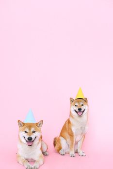 两只快乐的柴犬戴着派对帽，粉色背景非常适合节日动物主题