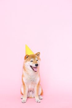 一只可爱的柴犬戴着派对帽，兴高采烈地坐在粉色背景前