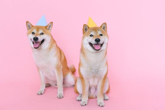 Shiba Inu Dogs Wearing Party Hats