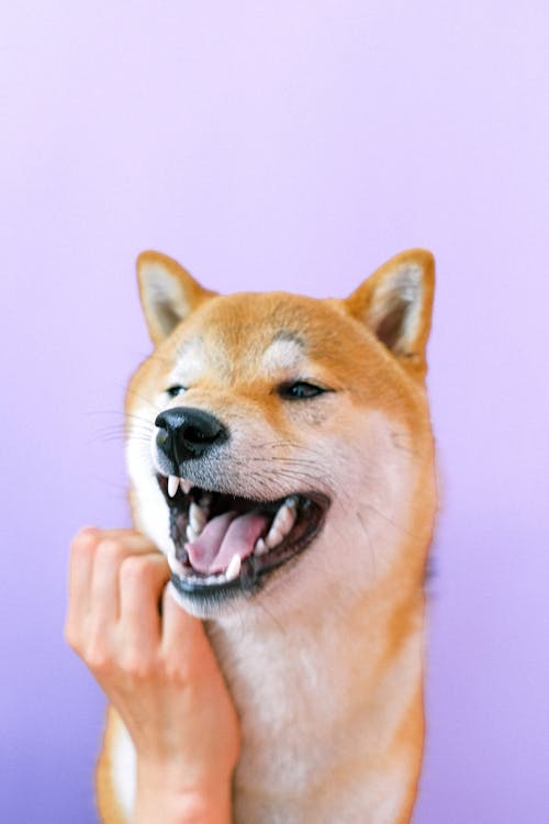 Free Portrait of Shiba Inu Dog Stock Photo