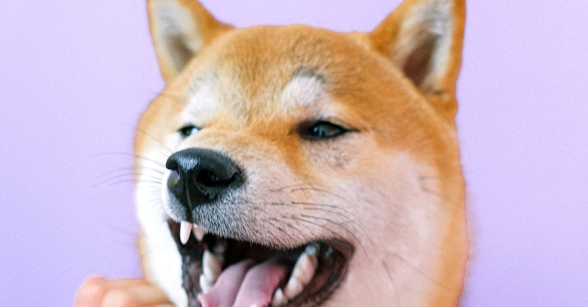 Portrait of Shiba Inu Dog