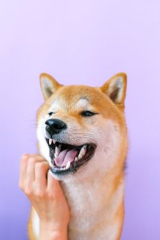 在柔和的紫罗兰色背景前，可爱的柴犬微笑着用手抚摸