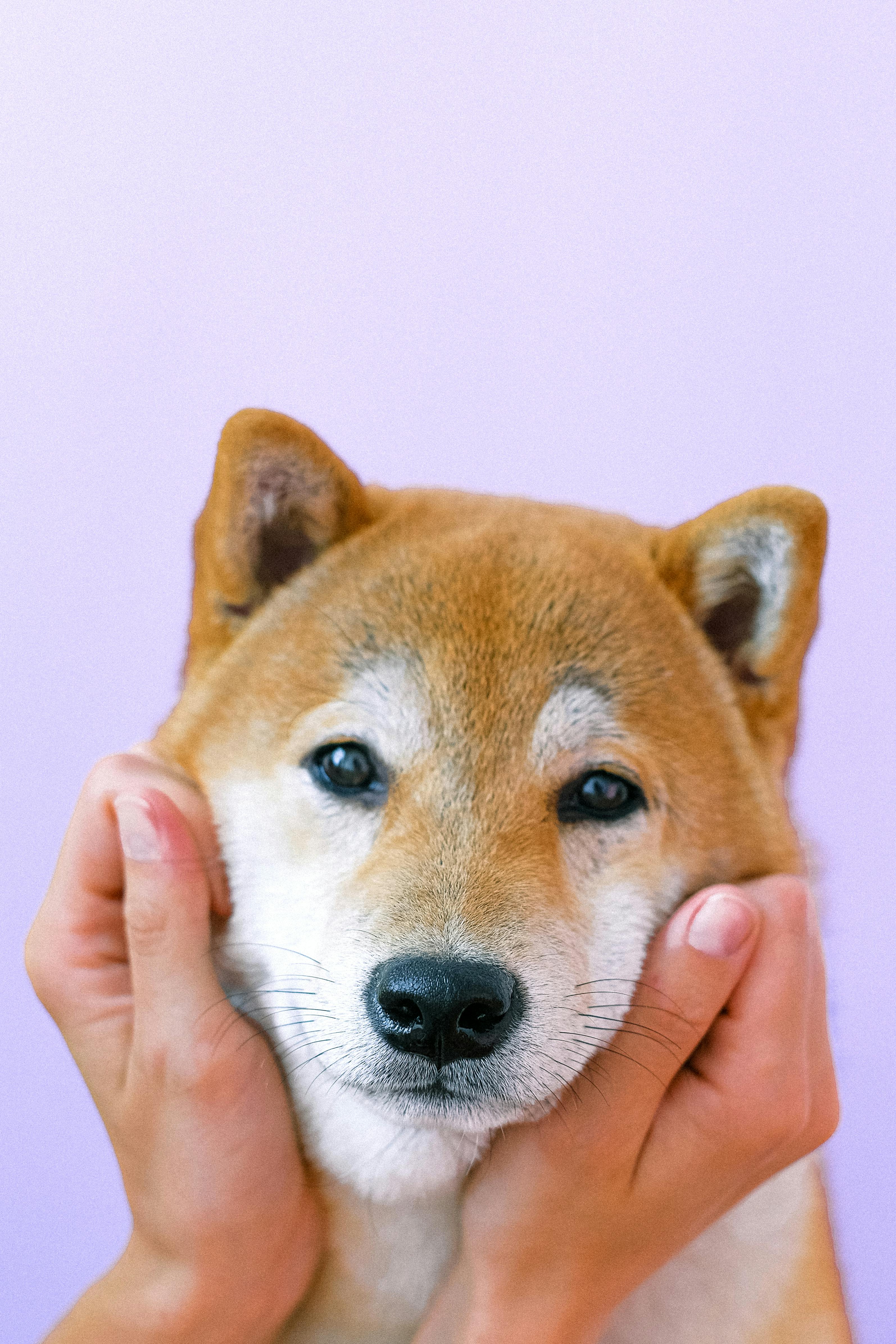 Hund mit Zahnbürste