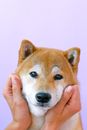 一只可爱的柴犬狗，双手放在脸上，背景是紫色的