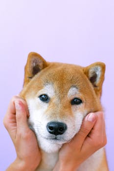 Cute Shiba Inu dog with hands on its face against a purple background.