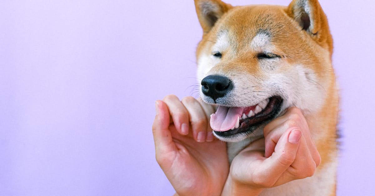 Why do dogs sneeze when they are excited