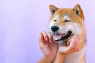 一只快乐的柴犬被轻轻抚摸，显得欢乐又贴心