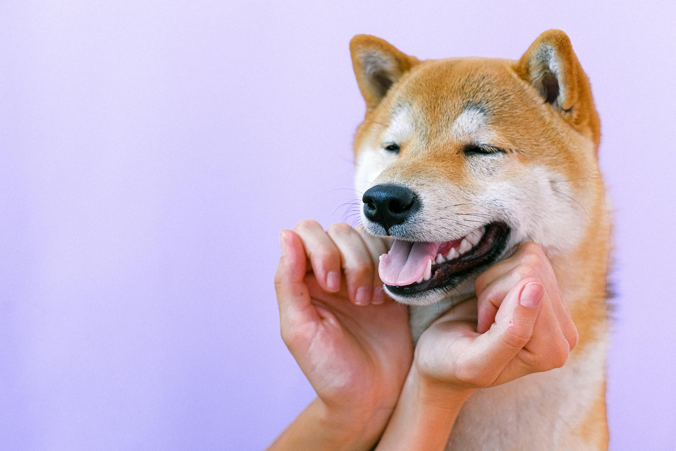 A happy Shiba Inu dog being pet.