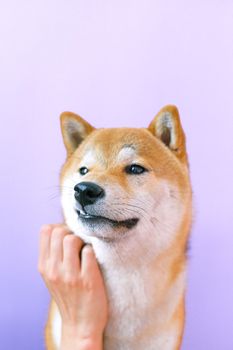 在柔和的背景下，一只可爱的柴犬被轻轻抚摸，流露出若有所思的表情
