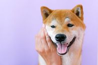 一只微笑的柴犬宠物特写镜头，背景是充满活力的紫色