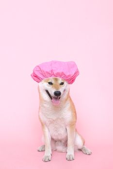 在粉色背景下，可爱的柴犬戴着粉色浴帽摆姿势