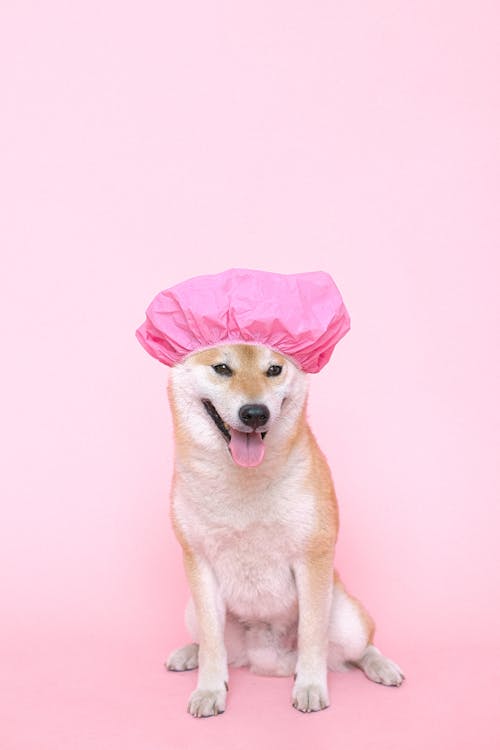 Free Brown and White Short Coated Dog wearing Pink Shower Cap Stock Photo